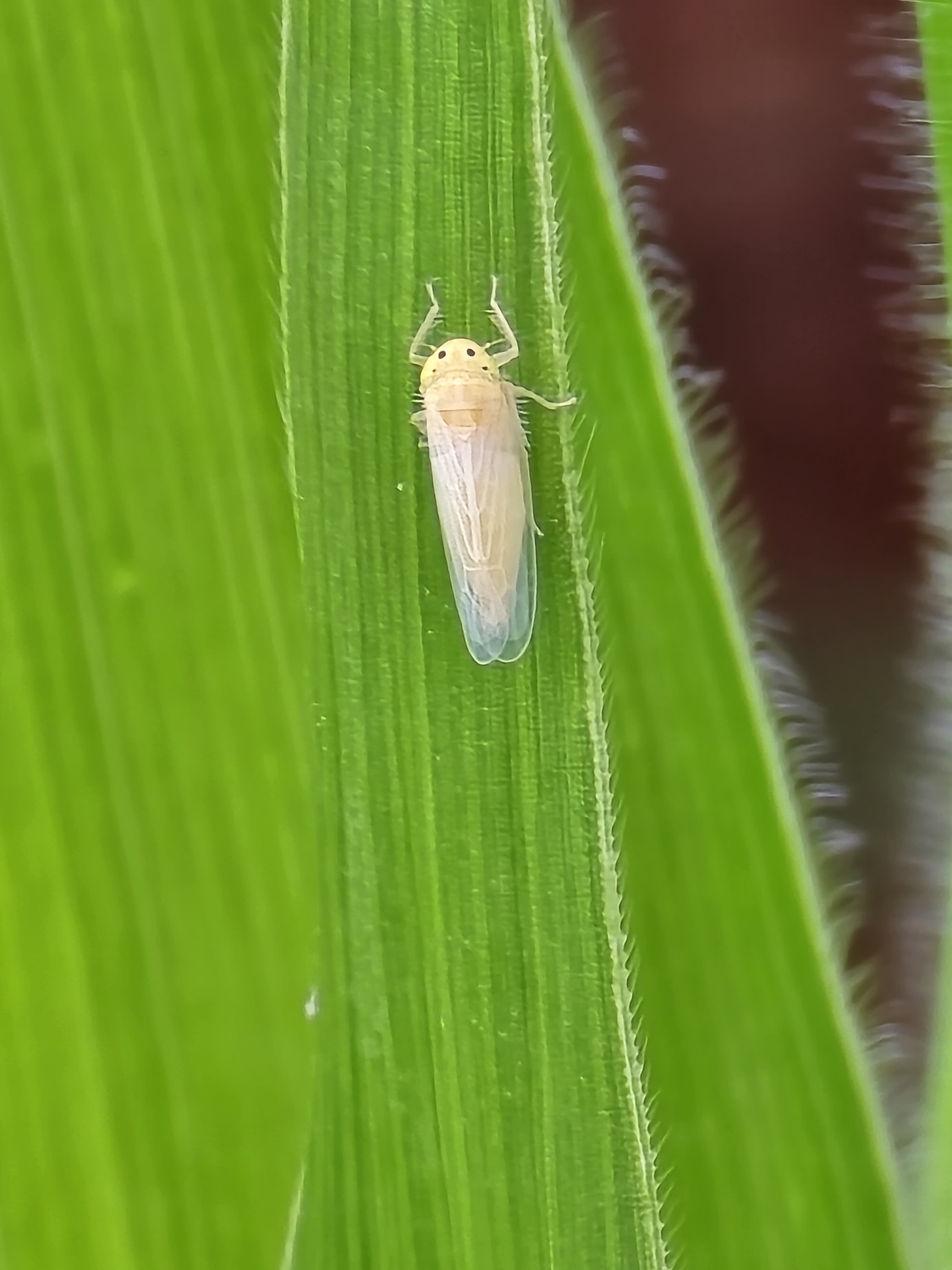Cigarrita del Maíz: Un Desafío que, Bien Manejado, Tiene Solución