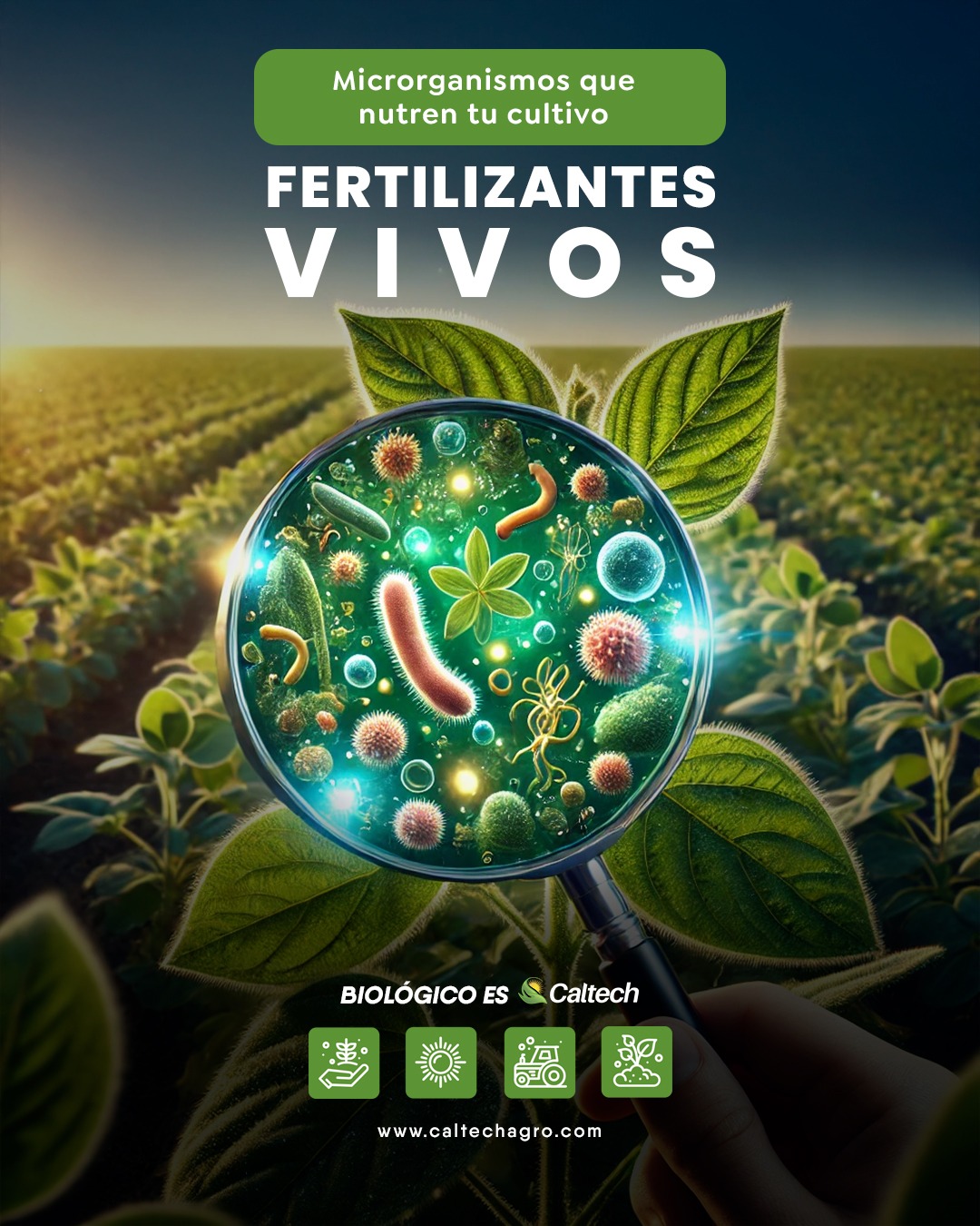 Fertilizantes Vivos: Microorganismos que nutren tu cultivo