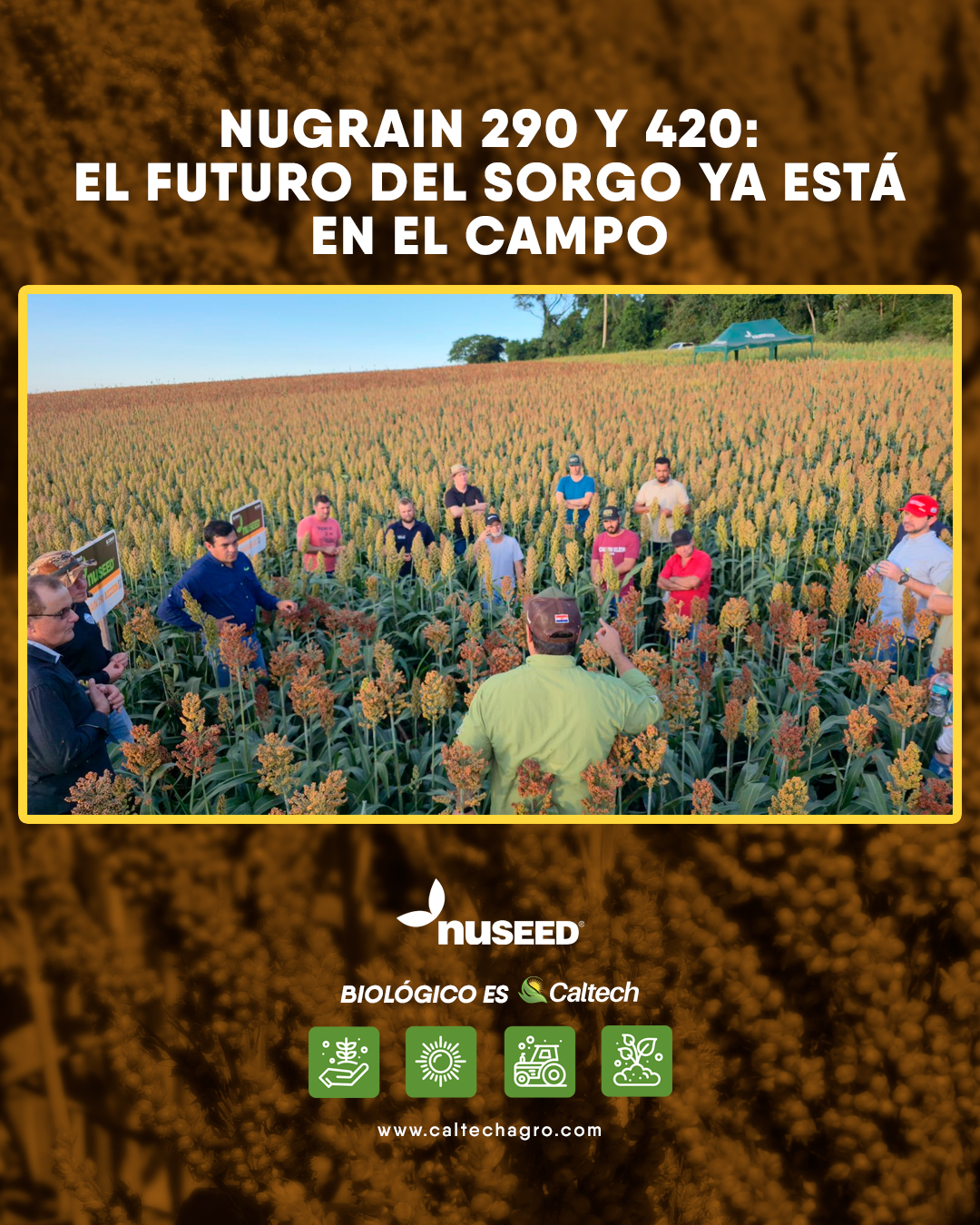 ¡Éxito absoluto! Caltech presenta los materiales de sorgo Nugrain 290 y 420!