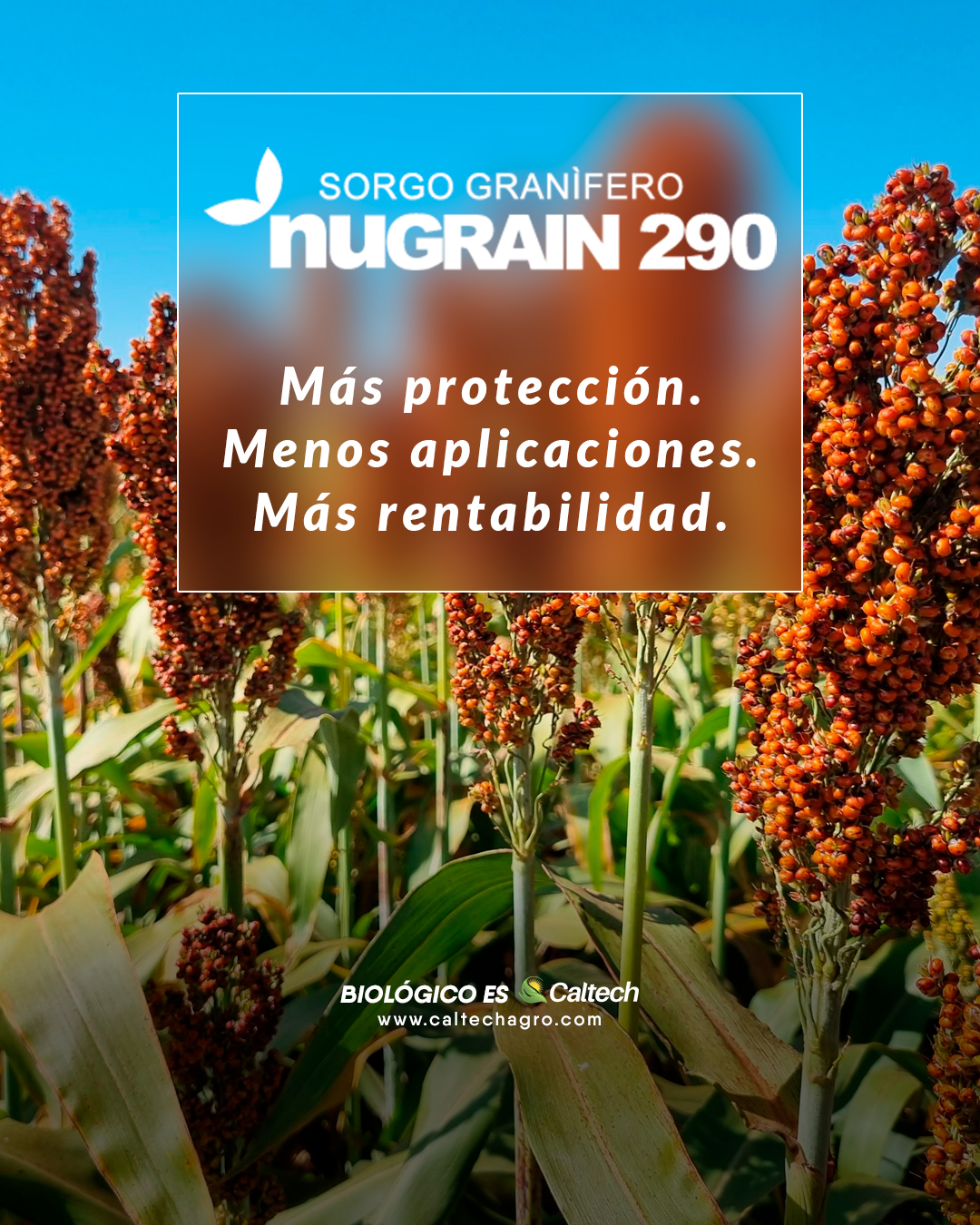 Nugrain 290 - AphiBlock: protección genética contra el pulgón del sorgo