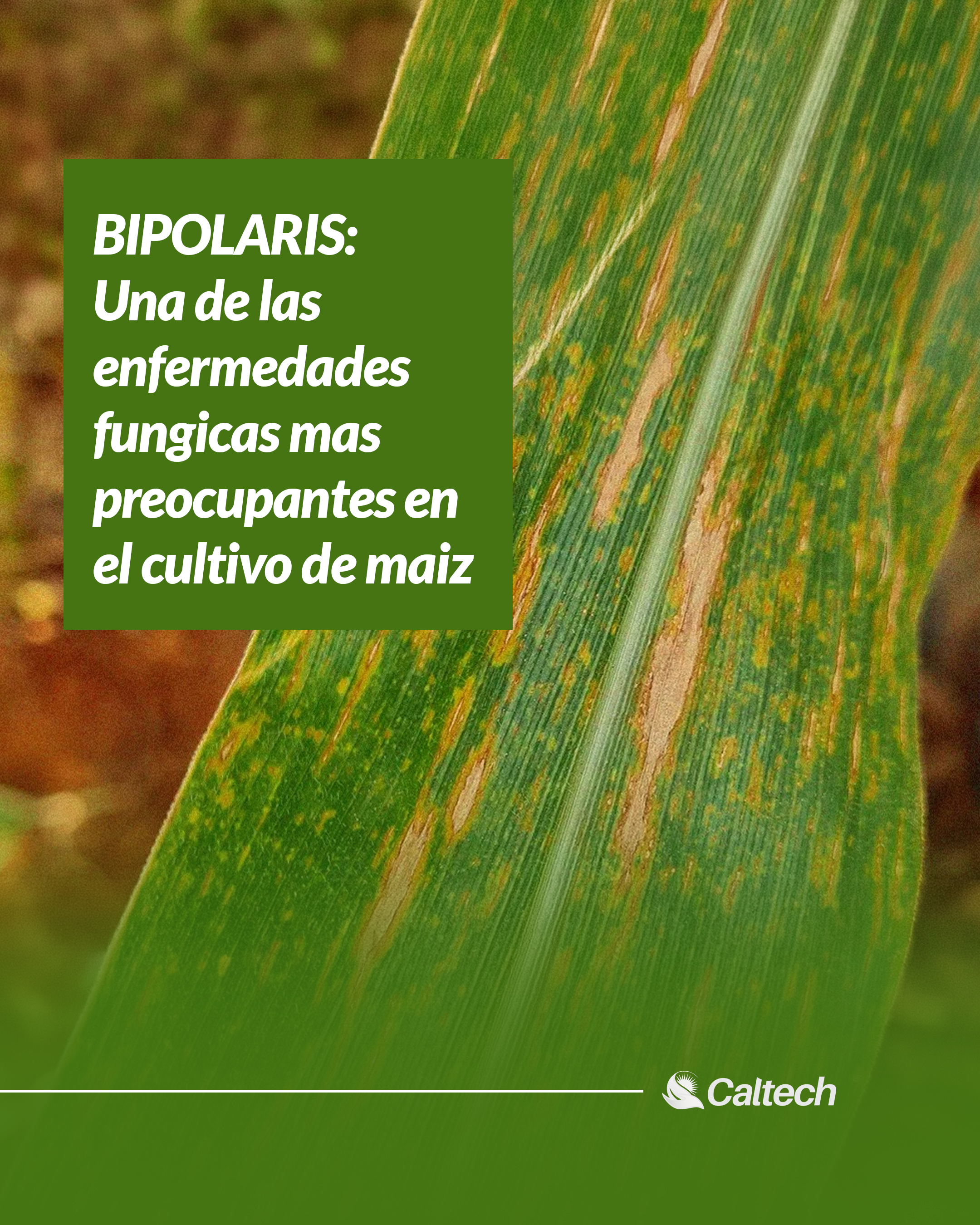 Bipolaris: Una de las enfermedades fungicas mas preocupantes en el cultivo de maiz