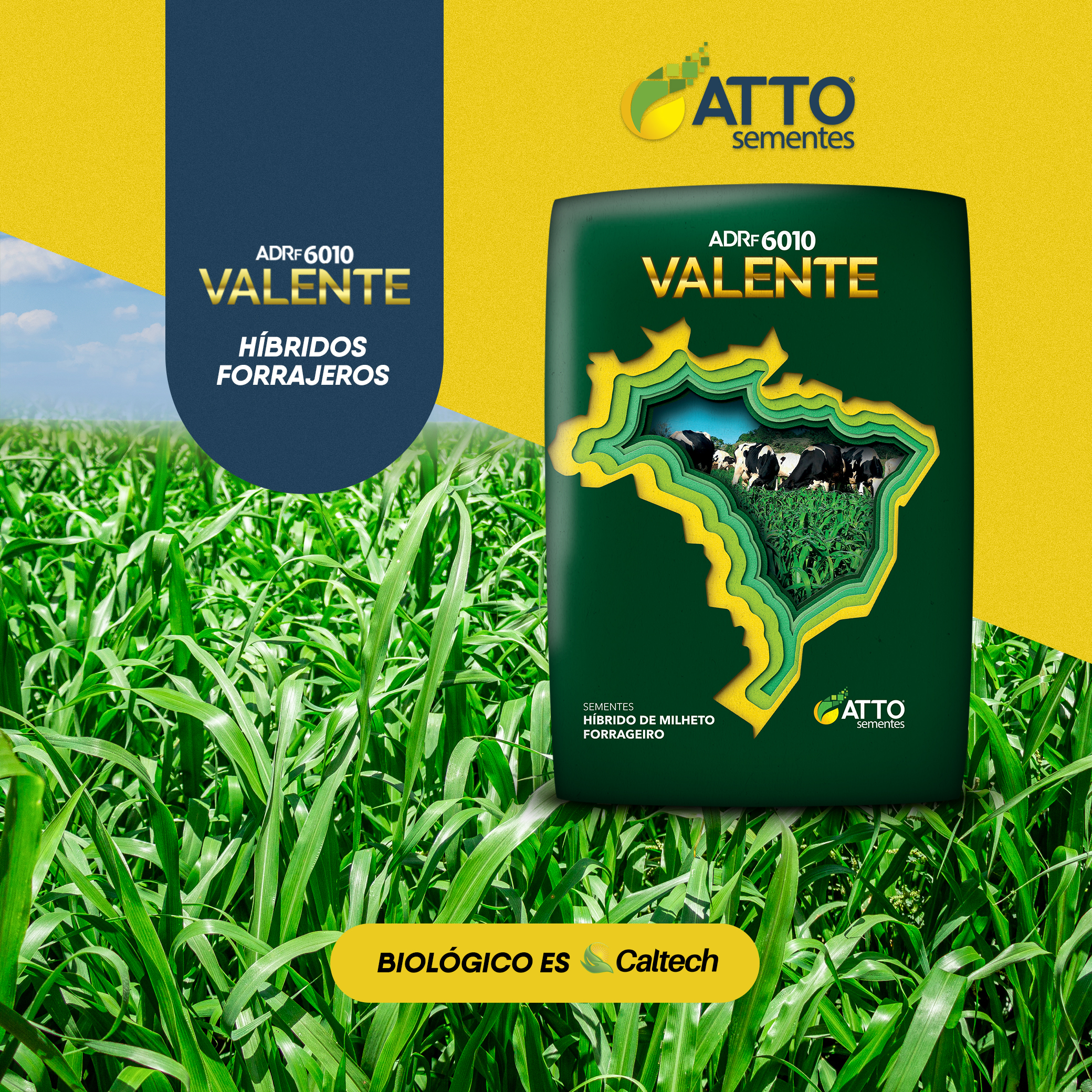 Silaje de Verano: Mijo Forrajero Valente, la Alternativa al Maíz