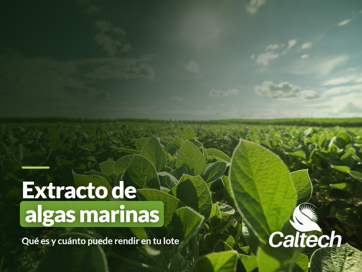 Extracto de Algas Marinas: Qué Es y Cuánto Puede Rendir en Tu Lote