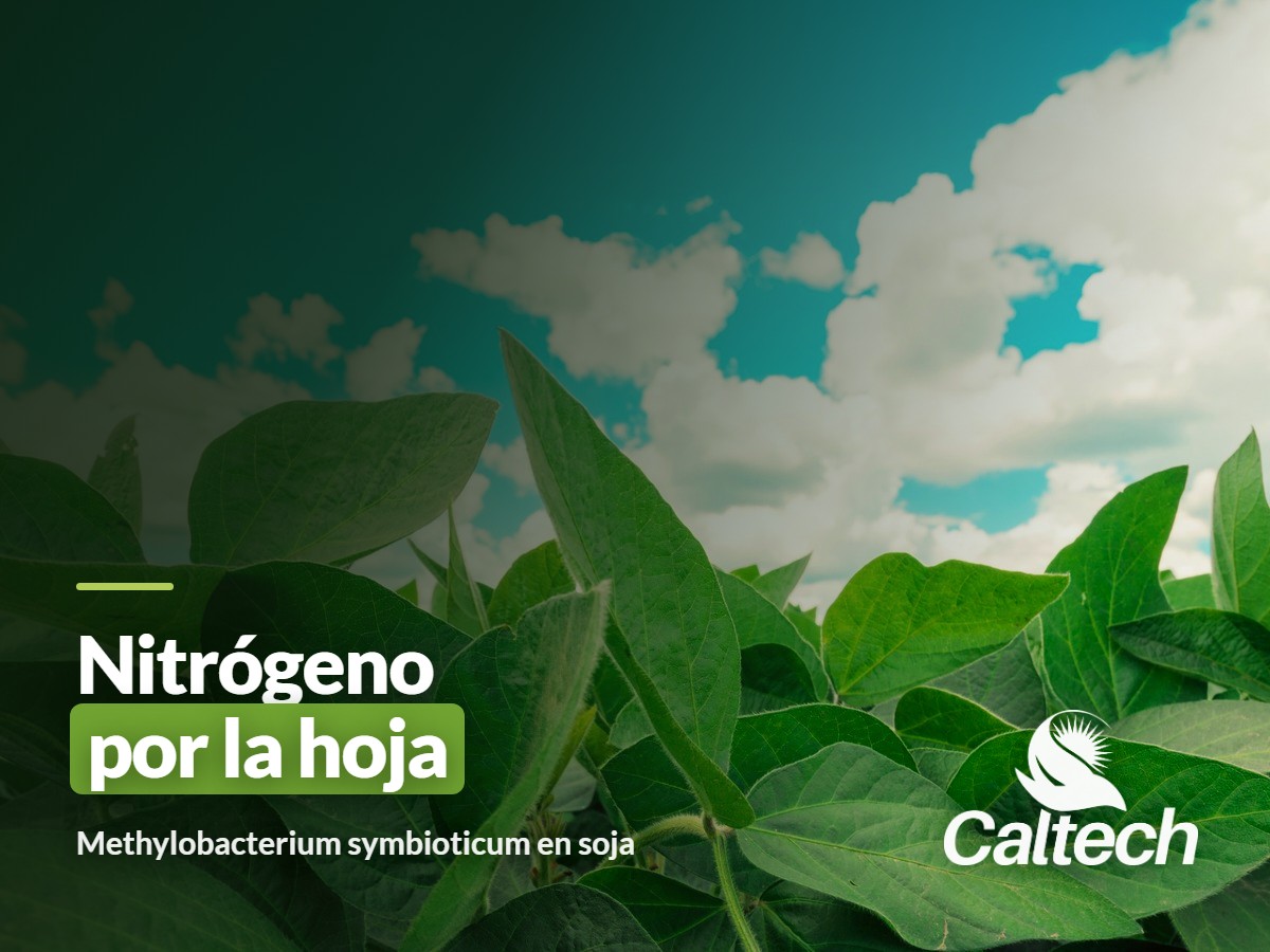 Methylobacterium symbioticum: Nitrógeno por la Hoja, y Por Qué Importa en Soja