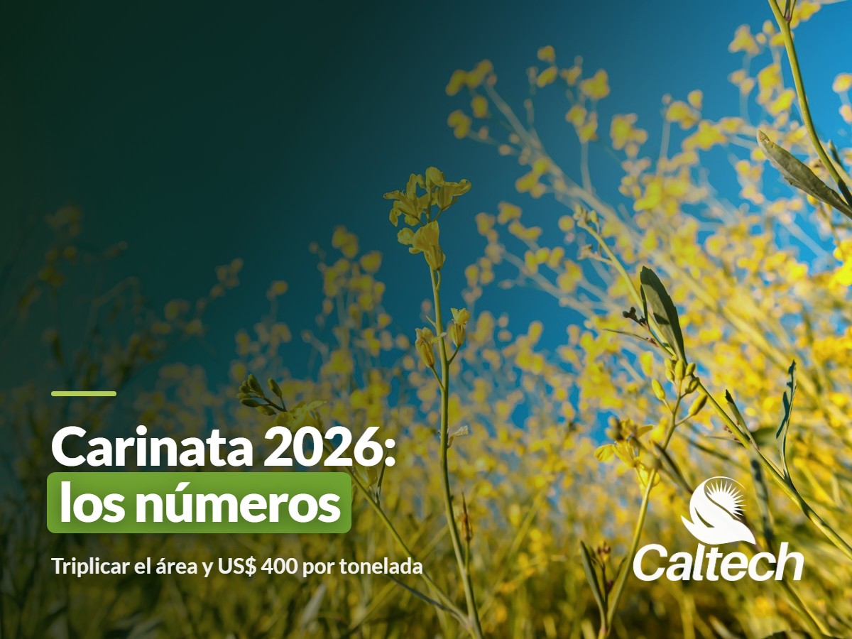 ABC Rural: la carinata apunta a triplicar su área en 2026