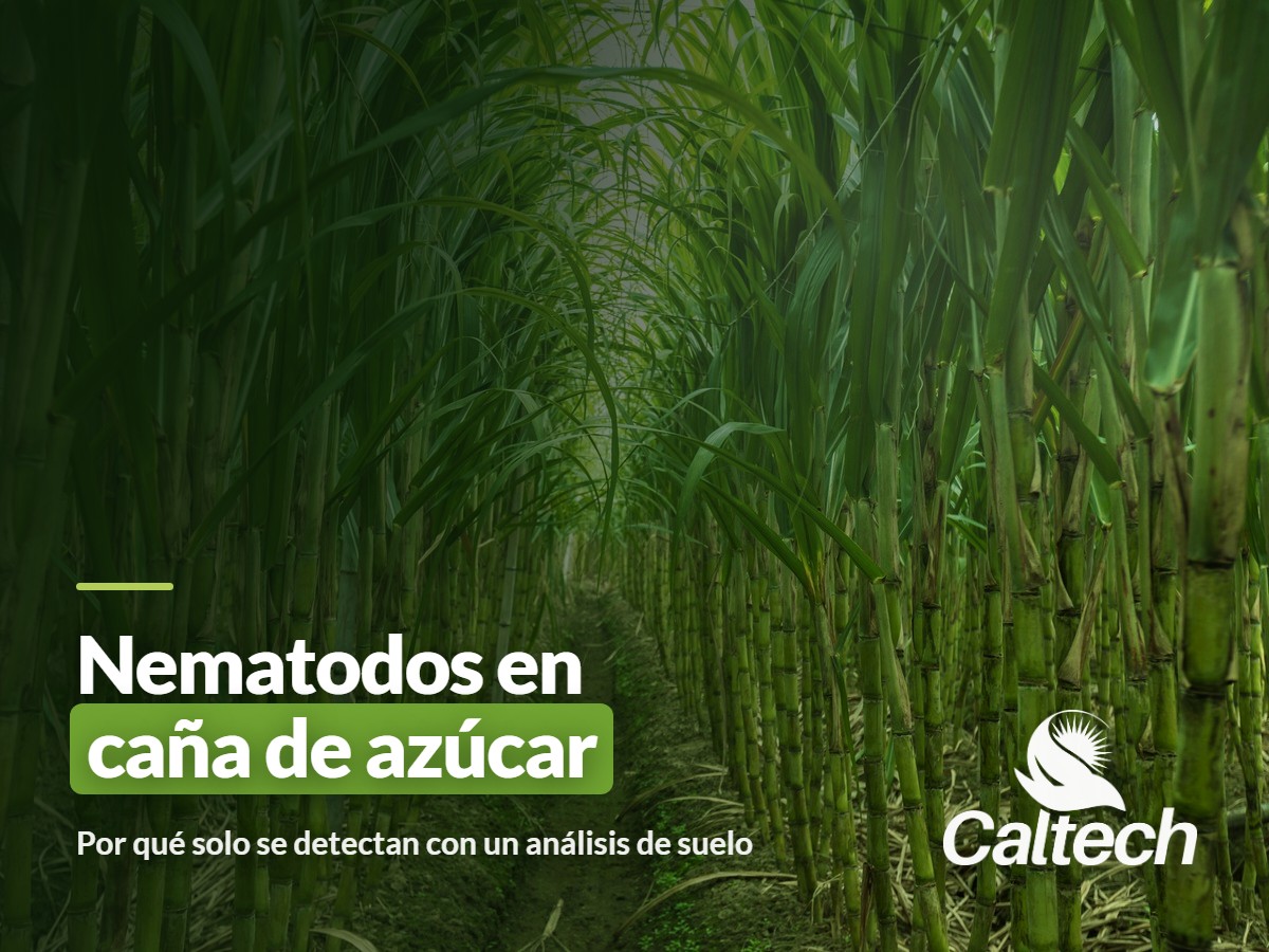 ABC Rural consultó a Caltech sobre nematodos en caña de azúcar