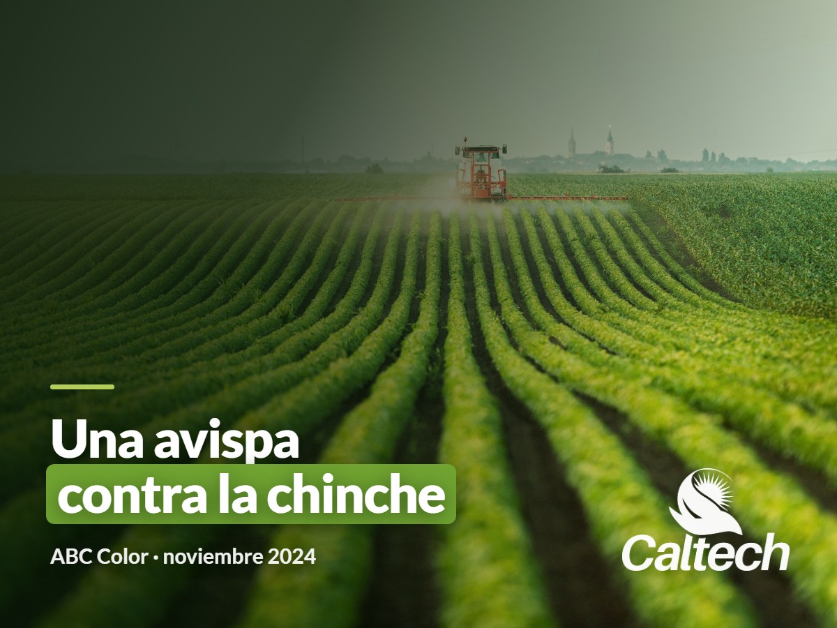 ABC Color: una avispa para controlar la chinche, y el 40 % de uso de biológicos en Paraguay