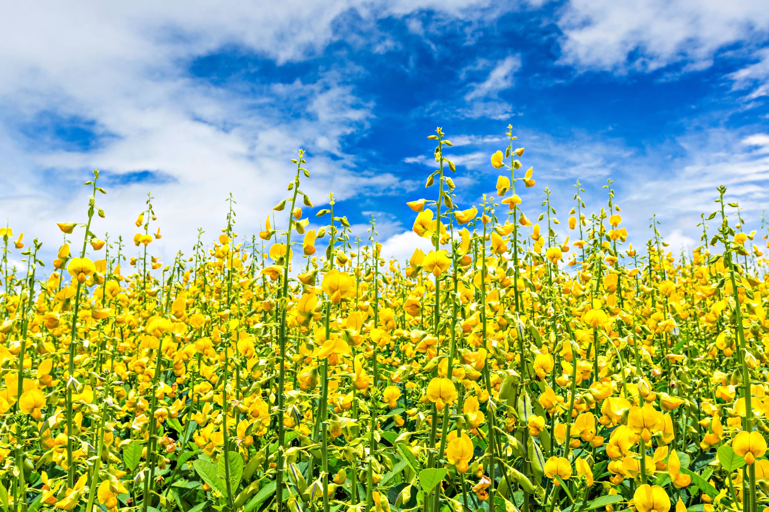 Campo de Crotalaria