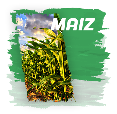 Maíz
