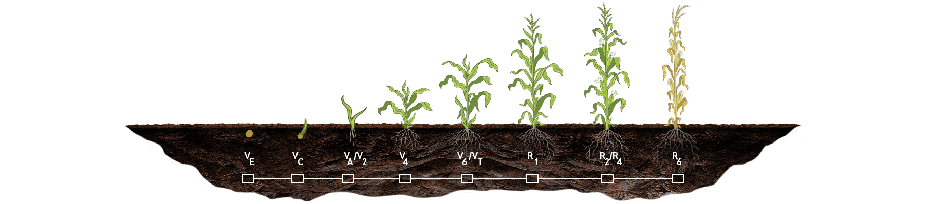 Gráfico de Crescimento