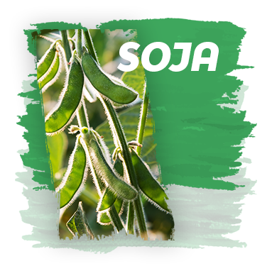 Soja