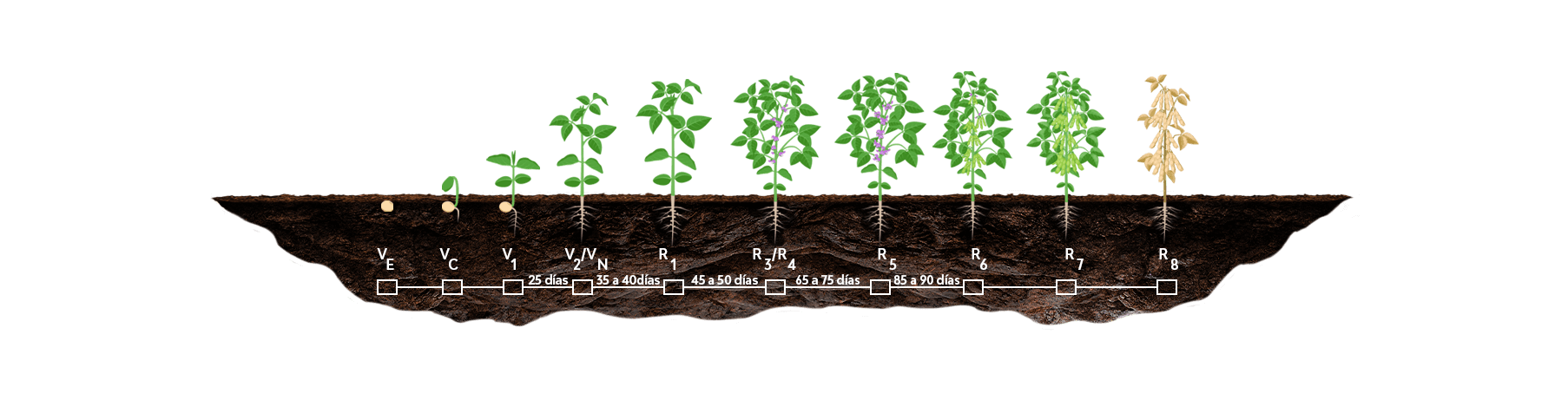 Gráfico de Crescimento