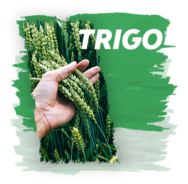 Trigo